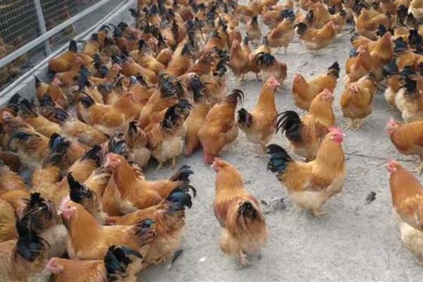 小鸡仔能吃蚯蚓吗，小鸡仔可以吃蚯蚓