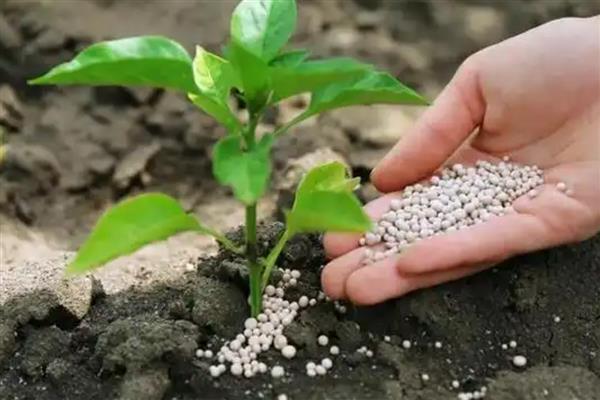 氮肥利用率不高是什么原因，可能是施肥量过大所致