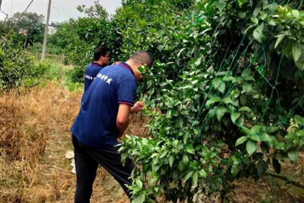 氮肥利用率不高是什么原因，可能是施肥量过大所致