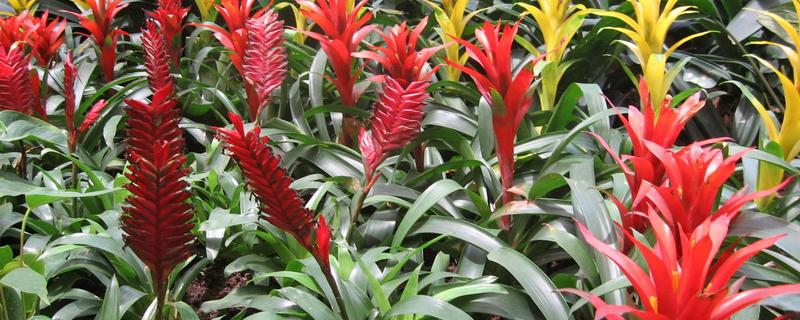 不需要阳光的室内花卉，有观赏凤梨、袖珍椰子等