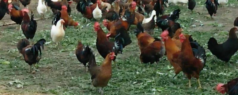 林甸县有什么特产，胜利大米是不能缺少的伴手礼