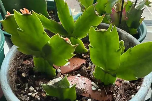 蟹爪兰的扦插方法，在春季的4-5月份进行