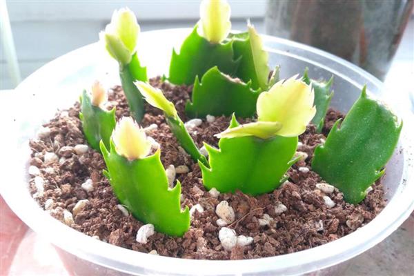 蟹爪兰的扦插方法，在春季的4-5月份进行