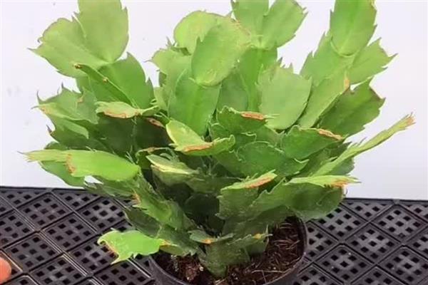 蟹爪兰的扦插方法，在春季的4-5月份进行