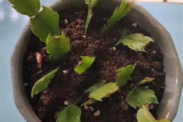 蟹爪兰的扦插方法，在春季的4-5月份进行