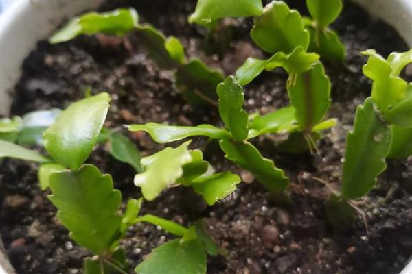 蟹爪兰的扦插方法，在春季的4-5月份进行