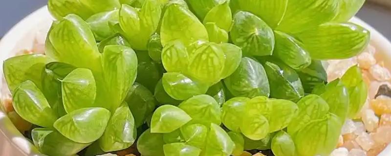 让草玉露生根且长得饱满的方法，把温度控制在10-25℃左右能增强长势