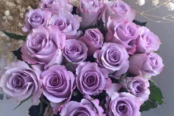 紫玫瑰的花语是什么,寓意庄严肃穆、忧郁梦幻等