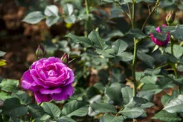 紫玫瑰的花语是什么,寓意庄严肃穆、忧郁梦幻等