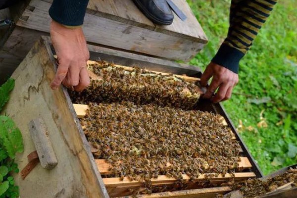 养蜜蜂需要哪些技术，要掌握收蜂、过箱等