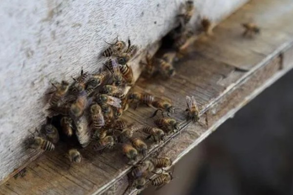 养蜜蜂需要哪些技术，要掌握收蜂、过箱等