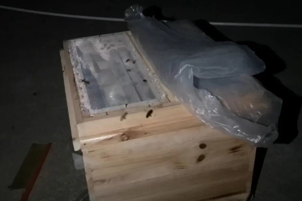 养蜜蜂需要哪些技术，要掌握收蜂、过箱等