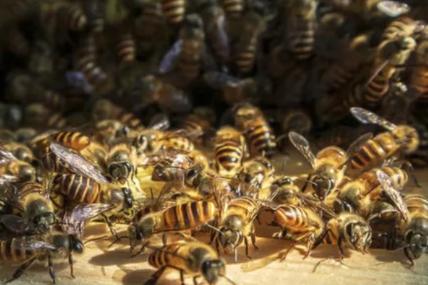 养蜜蜂需要哪些技术，要掌握收蜂、过箱等