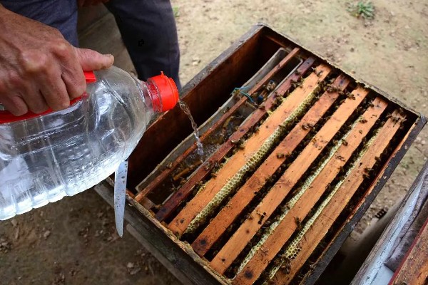 养蜜蜂需要哪些技术，要掌握收蜂、过箱等