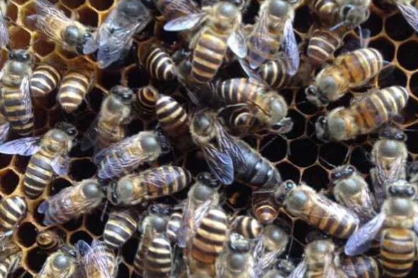 养蜜蜂需要哪些技术，要掌握收蜂、过箱等