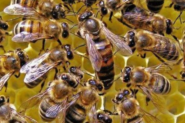 养蜜蜂需要哪些技术，要掌握收蜂、过箱等