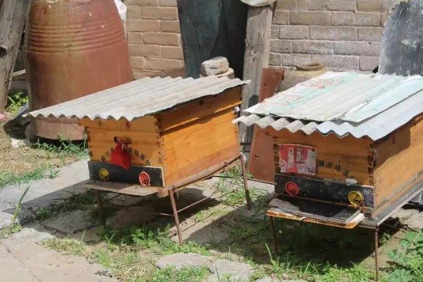 养蜜蜂需要哪些技术，要掌握收蜂、过箱等