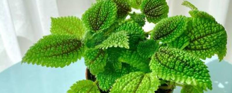 皱叶冷水花叶片焦边的原因，一般是光照太强、土壤不适等因素所致