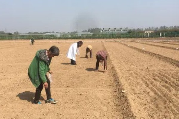 射干鲜货的亩产量,鲜根产量约为800-1200公斤/亩