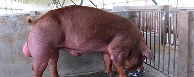 公猪和母猪的配种方法，将公猪赶到待配母猪前面让它们自然交配