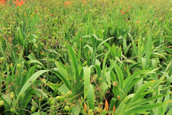 射干鲜货的亩产量,鲜根产量约为800-1200公斤/亩