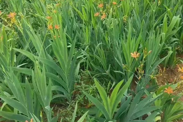 射干鲜货的亩产量,鲜根产量约为800-1200公斤/亩