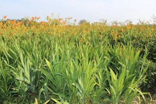 射干鲜货的亩产量,鲜根产量约为800-1200公斤/亩