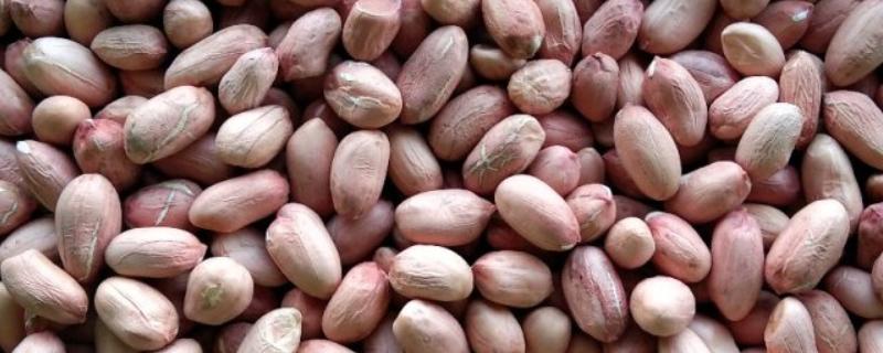 花生种子什么时间剥壳好，在播种日期前的10-15天进行