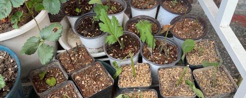 马缨丹的扦插方法，枝条经过消毒后再插入土壤中