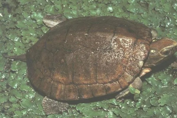 眼斑龟是保护动物吗,属于国家二级保护动物