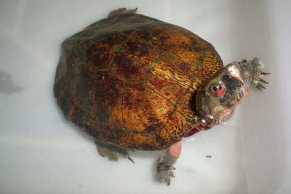 眼斑龟是保护动物吗,属于国家二级保护动物