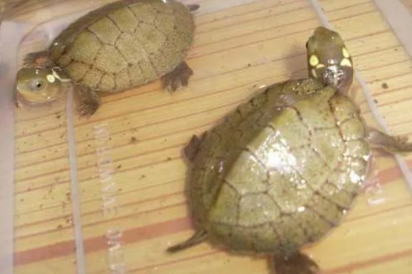 眼斑龟是保护动物吗,属于国家二级保护动物