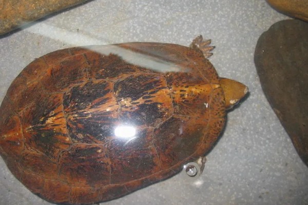 眼斑龟是保护动物吗,属于国家二级保护动物