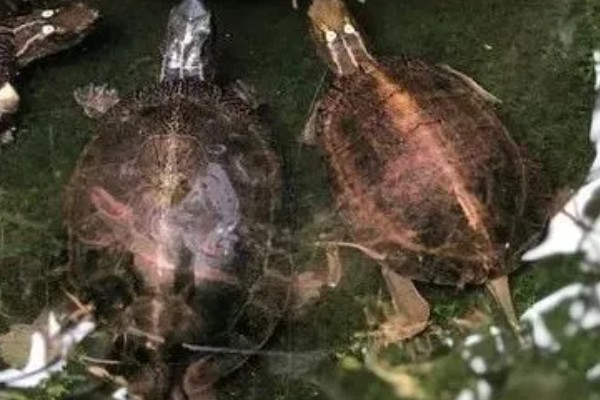 眼斑龟是保护动物吗,属于国家二级保护动物