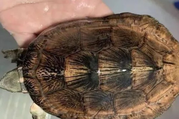 眼斑龟是保护动物吗,属于国家二级保护动物