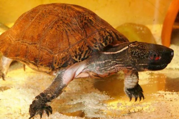 眼斑龟是保护动物吗,属于国家二级保护动物