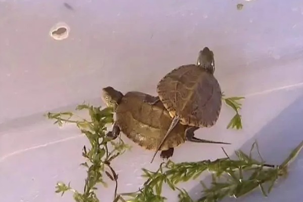 眼斑龟是保护动物吗,属于国家二级保护动物