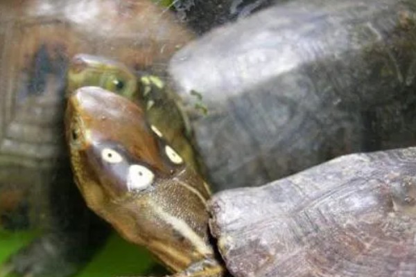 眼斑龟是保护动物吗,属于国家二级保护动物