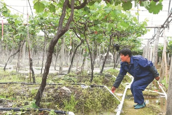 怎么养葡萄树，生长期要及时浇水