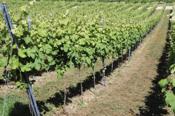 怎么养葡萄树，生长期要及时浇水