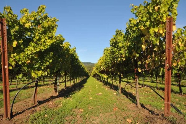 怎么养葡萄树，生长期要及时浇水