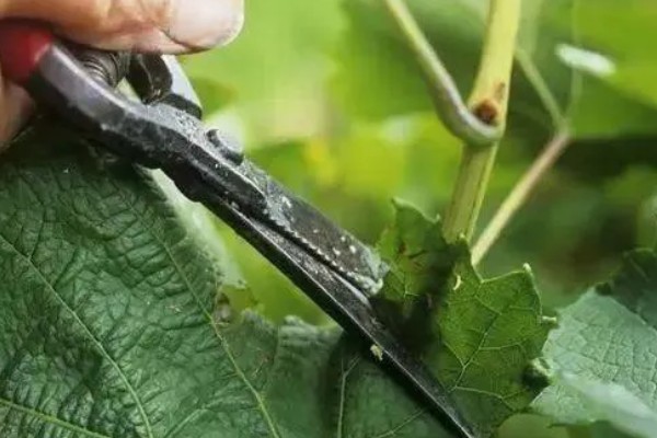 怎么养葡萄树，生长期要及时浇水