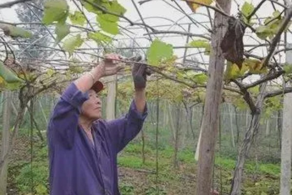 怎么养葡萄树，生长期要及时浇水