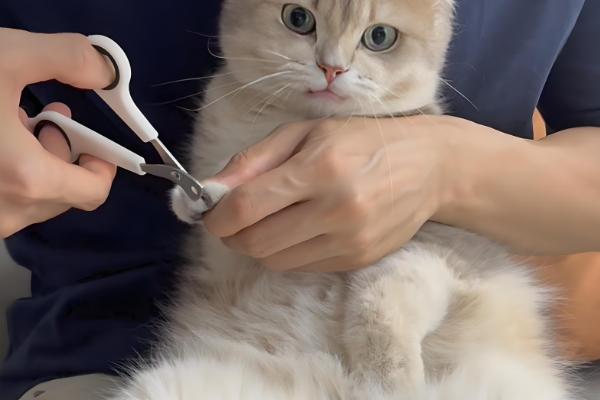 猫咪为什么会拆家，一般是心情焦虑、磨牙、无聊等因素所致