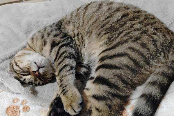 猫咪为什么会拆家，一般是心情焦虑、磨牙、无聊等因素所致