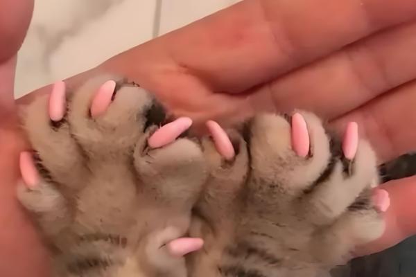 猫咪为什么会拆家，一般是心情焦虑、磨牙、无聊等因素所致