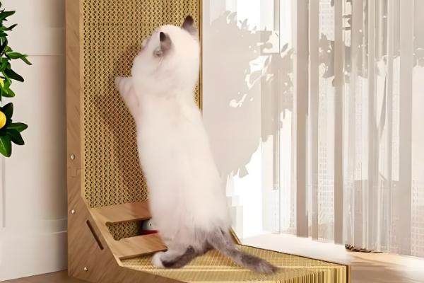 猫咪为什么会拆家，一般是心情焦虑、磨牙、无聊等因素所致