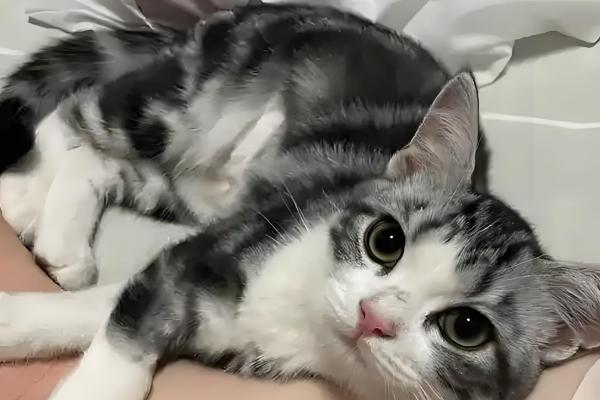 猫咪为什么会拆家，一般是心情焦虑、磨牙、无聊等因素所致