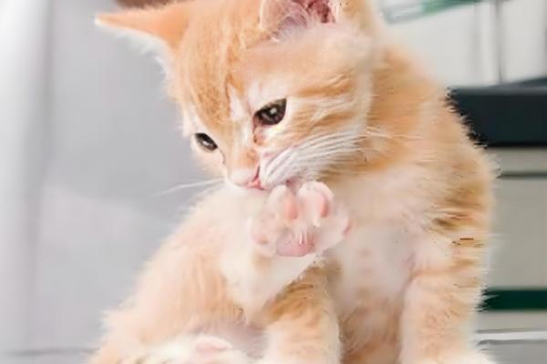 猫咪为什么会拆家，一般是心情焦虑、磨牙、无聊等因素所致