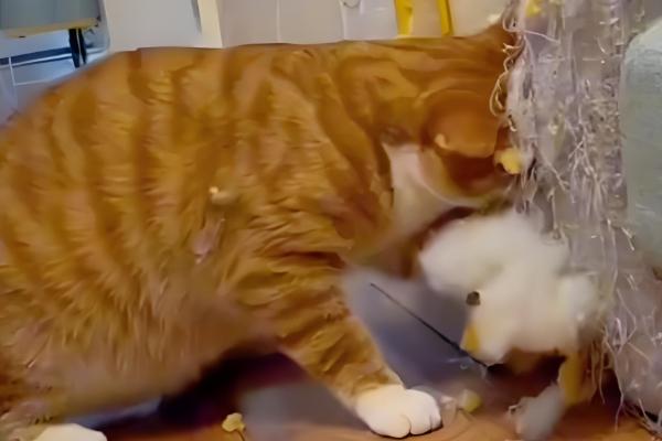 猫咪为什么会拆家，一般是心情焦虑、磨牙、无聊等因素所致